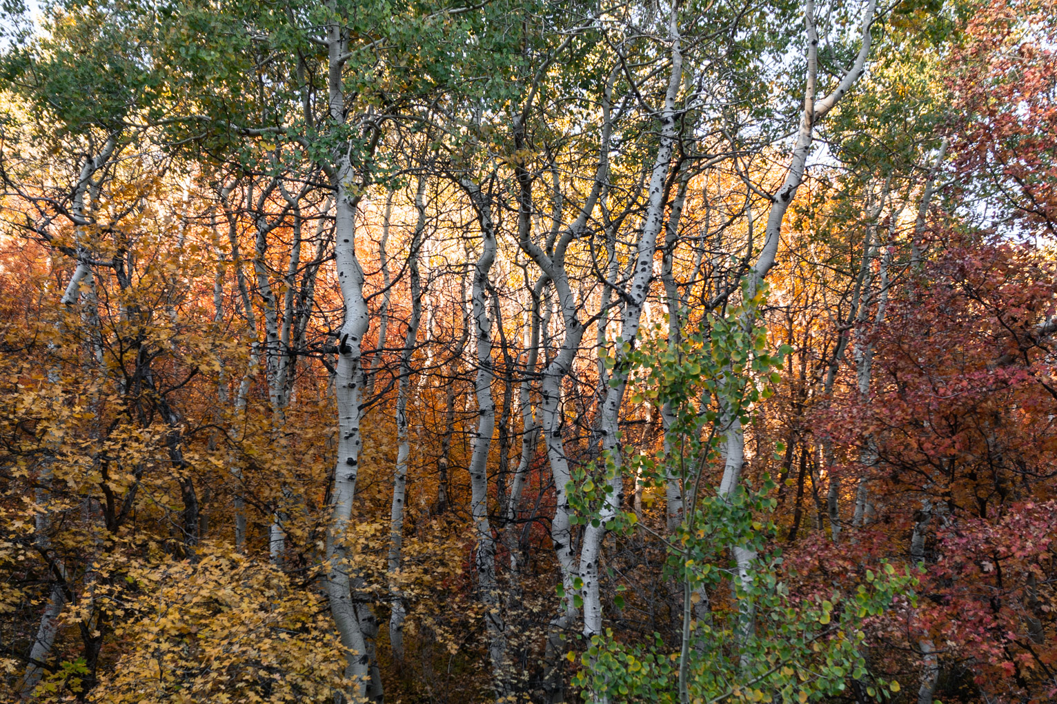 The gnarly white trunks of birch trees contrast with various colors of fall foliage